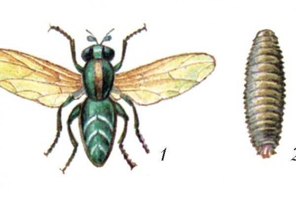 Kra41.cc