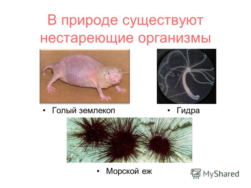 Кракен тор ссылка магазин